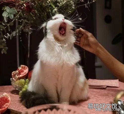 猫总叫是什么意思啊(猫总叫是什么情况)