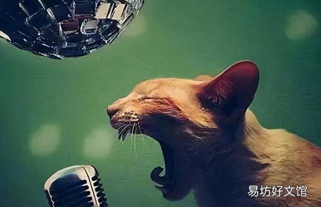 猫绝育后多久可以洗澡(公猫绝育后多久可以洗澡)