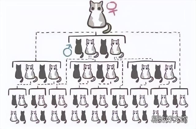 猫绝育后多久可以洗澡(公猫绝育后多久可以洗澡)
