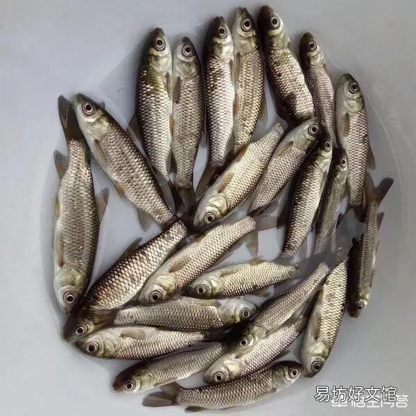 ?水产养殖过程中鱼苗池有哪些常见的敌害生物?怎样防治?