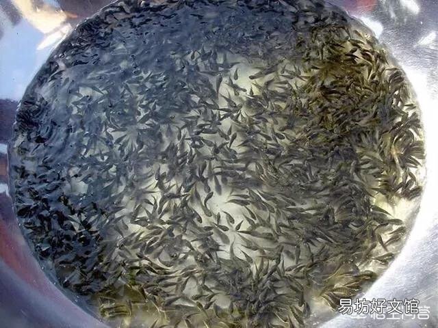 ?水产养殖过程中鱼苗池有哪些常见的敌害生物?怎样防治?