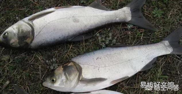 ?水产养殖过程中鱼苗池有哪些常见的敌害生物?怎样防治?