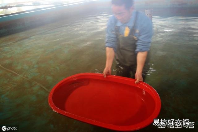 ?水产养殖过程中鱼苗池有哪些常见的敌害生物?怎样防治?