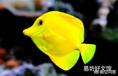 在养观赏鱼时是不是硝化菌加多了,水中易长藻?