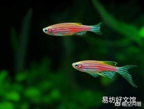 在养观赏鱼时是不是硝化菌加多了,水中易长藻?