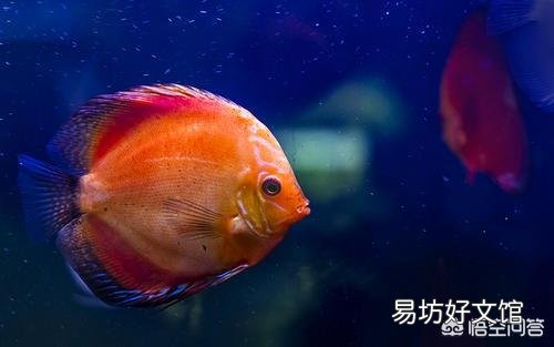 在养观赏鱼时是不是硝化菌加多了,水中易长藻?