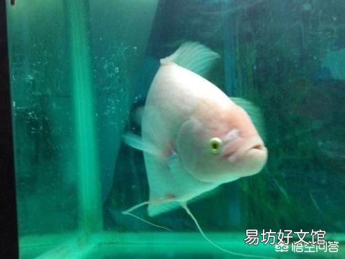在养观赏鱼时是不是硝化菌加多了,水中易长藻?