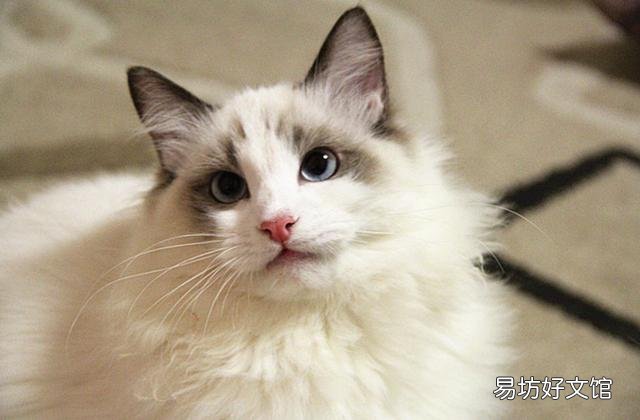 布偶猫怎么养(布偶猫怎么养才能胖)