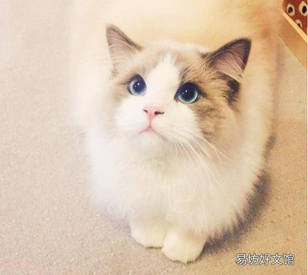 布偶猫怎么养(布偶猫怎么养才能胖)