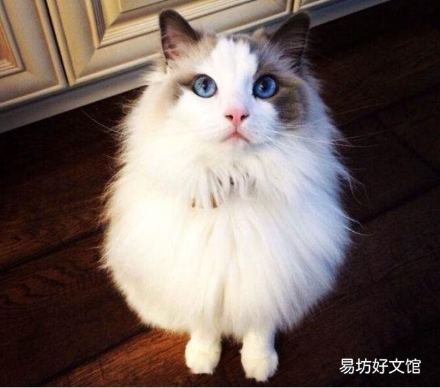 布偶猫怎么养(布偶猫怎么养才能胖)