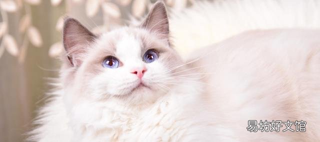 布偶猫怎么养(布偶猫怎么养才能胖)