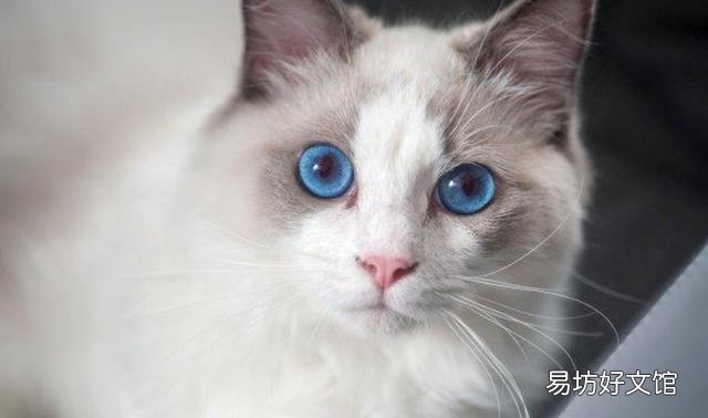 布偶猫怎么养(布偶猫怎么养才能胖)