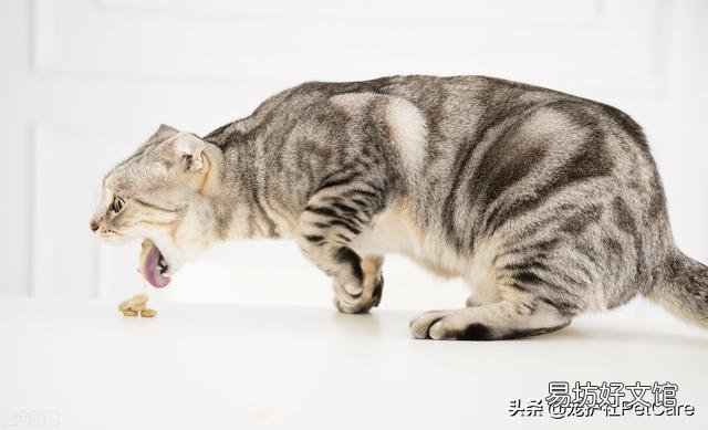 猫耳朵上长癣毛掉了(猫耳朵上长癣毛掉了用什么药)