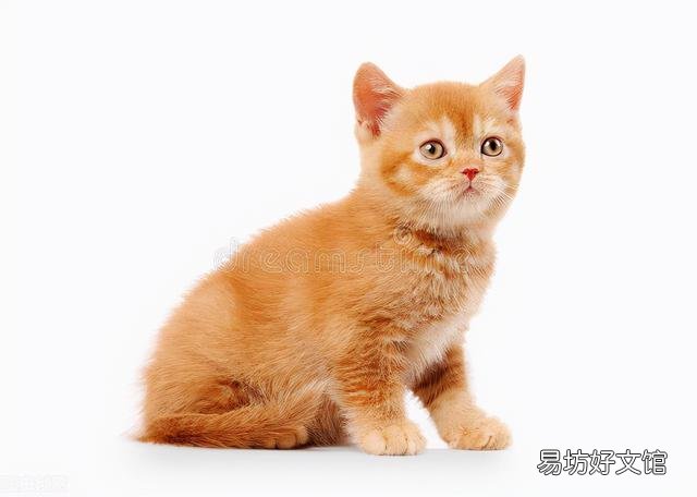 猫耳朵上长癣毛掉了(猫耳朵上长癣毛掉了用什么药)