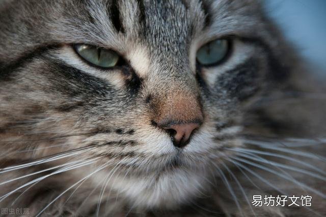 猫耳朵上长癣毛掉了(猫耳朵上长癣毛掉了用什么药)