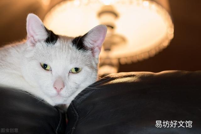 小母猫发情(小母猫发情怎么缓解)