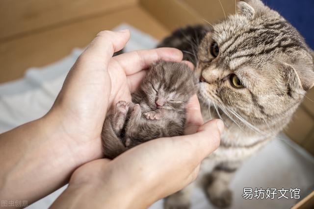 小母猫发情(小母猫发情怎么缓解)