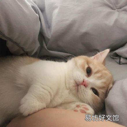 乳白猫是什么品种(乳白猫多少钱一只)