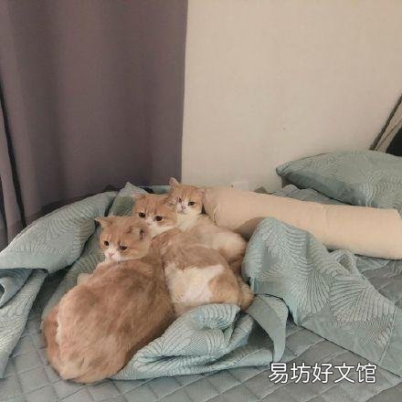 乳白猫是什么品种(乳白猫多少钱一只)
