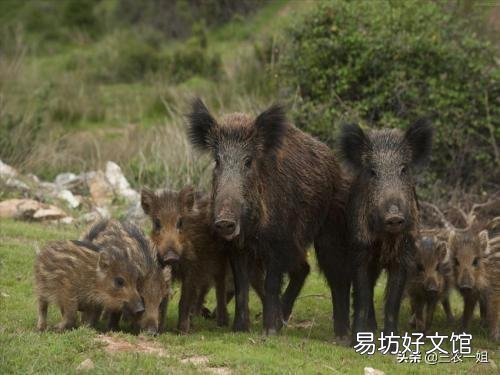 老乡说现在村里山上的野猪很多,为什么现在野猪多了起来?