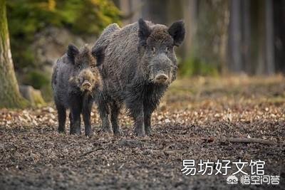 老乡说现在村里山上的野猪很多,为什么现在野猪多了起来?
