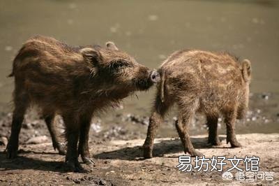 老乡说现在村里山上的野猪很多,为什么现在野猪多了起来?