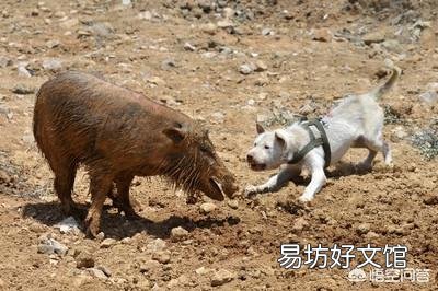 老乡说现在村里山上的野猪很多,为什么现在野猪多了起来?