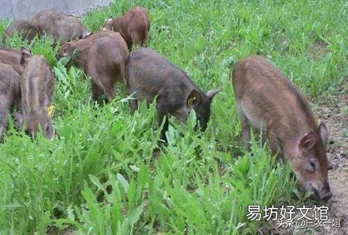老乡说现在村里山上的野猪很多,为什么现在野猪多了起来?