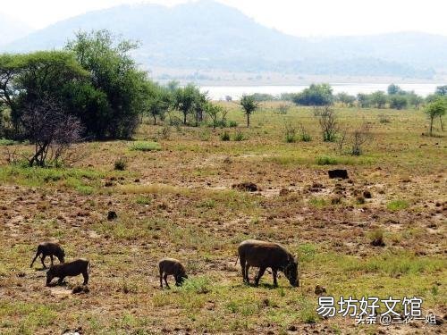 老乡说现在村里山上的野猪很多,为什么现在野猪多了起来?