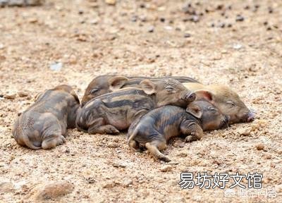 老乡说现在村里山上的野猪很多,为什么现在野猪多了起来?