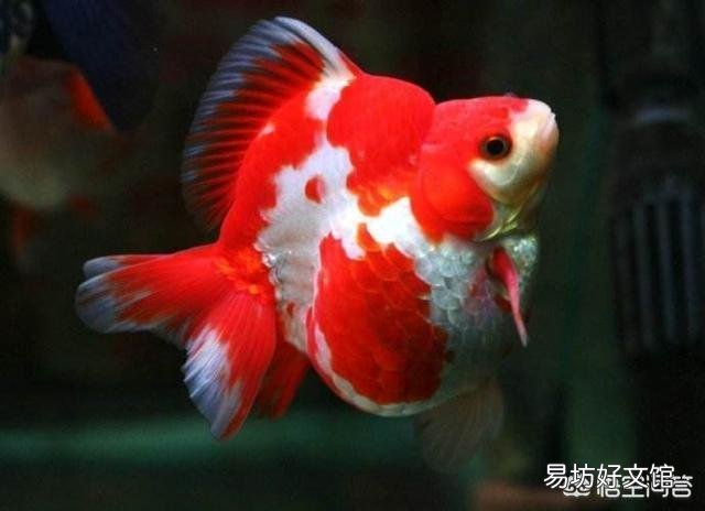 金鱼怎么分公母?