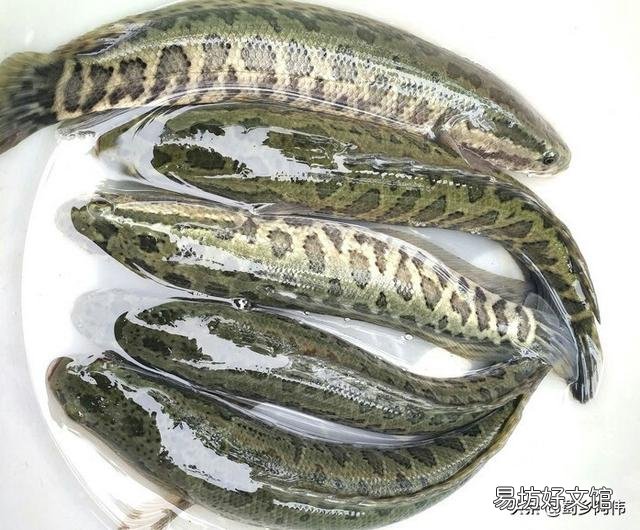如何避免水塘里的其它鱼类受黑鱼侵害?