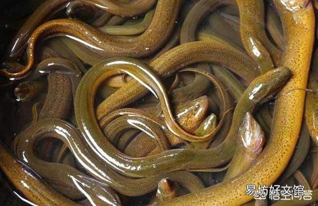 经常听农村老人说:“黄鳝不吃头,田螺不吃尾”,为啥会这样说?有道理吗?