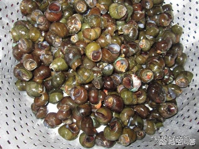 经常听农村老人说:“黄鳝不吃头,田螺不吃尾”,为啥会这样说?有道理吗?