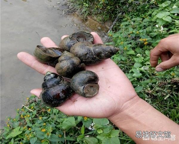 经常听农村老人说:“黄鳝不吃头,田螺不吃尾”,为啥会这样说?有道理吗?