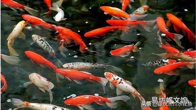 自来水中含有哪些危害金鱼或热带鱼的有毒物质?