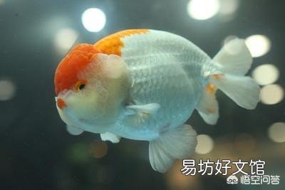 自来水中含有哪些危害金鱼或热带鱼的有毒物质?