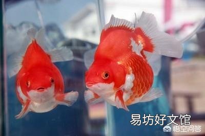 自来水中含有哪些危害金鱼或热带鱼的有毒物质?