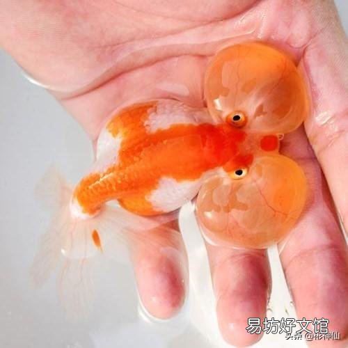 什么样的水泡金鱼才是算好的？