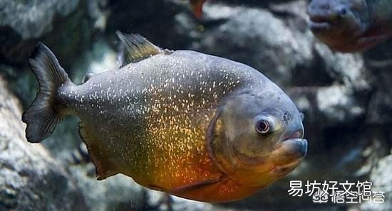 鱼缸里都是小气泡是怎么回事？