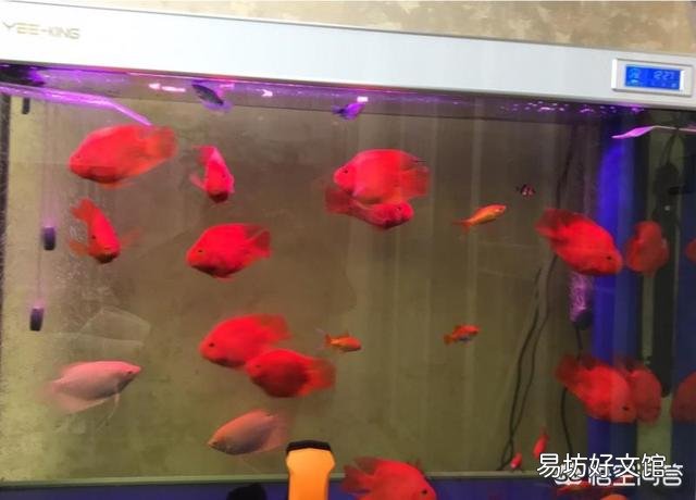 鱼缸里都是小气泡是怎么回事？