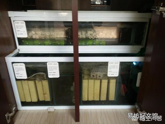 鱼缸里都是小气泡是怎么回事？