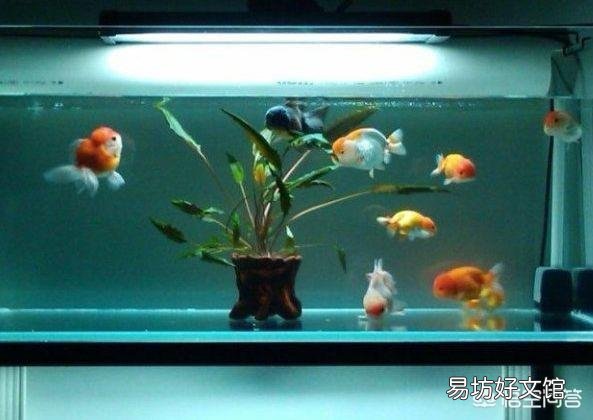 鱼缸里都是小气泡是怎么回事？