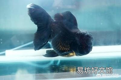 鱼缸里都是小气泡是怎么回事？