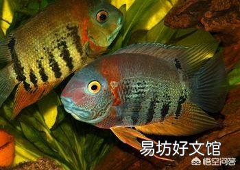 鱼缸如何消毒养鱼?