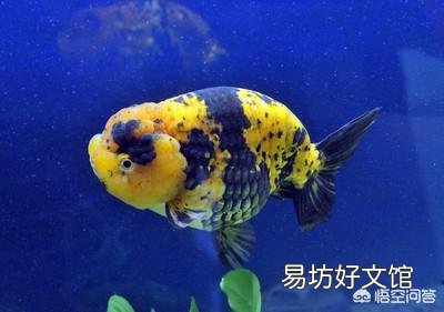 鱼缸如何消毒养鱼?