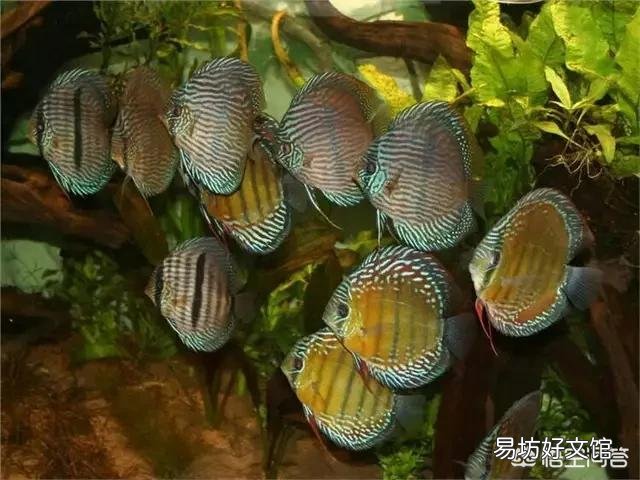 鱼缸如何消毒养鱼?
