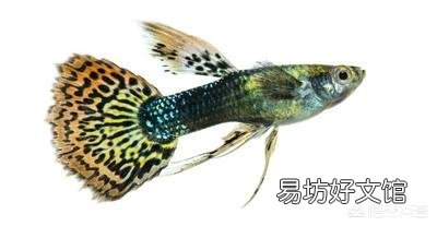 家养的孔雀鱼，水和温度与往年一样，却不下小鱼了，是什么原因？