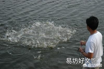 冬棚养殖南美白对虾多见肝胰腺问题，如何保肝减轻肝胰腺压力？