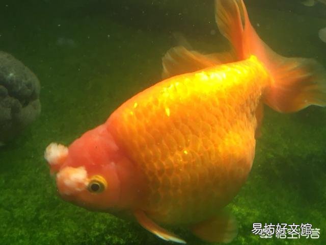 如何让金鱼泥盆里的水变清澈?